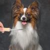 HOMOBABE Pet Comb with Wooden Handle view 4