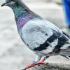 Aluminum Leg Bands for Pigeons, Quick Identification, 10 Pack, Blue view 4