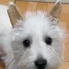CVUTOVO Puppy Ear Supports for Dogs, 2 Pairs, Milk Calcium view 4