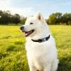 Personalized Dog Tag with Engraving view 2