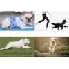 Abaodam Lightweight Cooling Vest for Dogs in Blue view 3