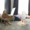 Generic Automatic Cat Food and Water Dispenser view 3
