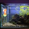 Aquarium Algae Clip Feeder Holder with Strong Suction Cup view 3