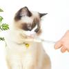 PANGBOER Treat Spoon for Dogs and Cats view 4