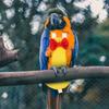Alasum Lightweight Cotton Bird Diapers for Large Parrots, Yellow Rooster Design view 4