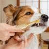 Dog Toothbrushes, Soft Silicone Bristles, Double-Headed, Non-Slip Handle view 2