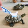 LIGHTAOTAO Turtle Shell Cleaning Brush view 4