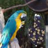DECHOUS Reusable Parrot Diaper L view 4