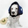 Dog Ear Protectors for Noise Reduction view 3