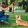 Dog Puzzle Toy - Soft, Durable, Interactive Treat Dispenser view 3