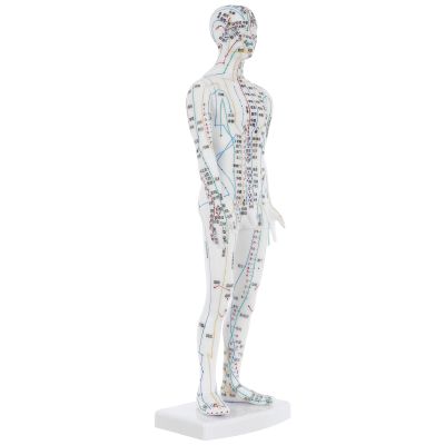 PENIKOKO Human Acupuncture Model, White Plastic, with Point Guide and Meridian System