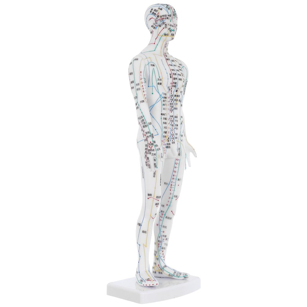 PENIKOKO Human Acupuncture Model, White Plastic, with Point Guide and Meridian System