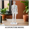 PENIKOKO Human Acupuncture Model, White Plastic, with Point Guide and Meridian System view 3