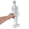 PENIKOKO Human Acupuncture Model, White Plastic, with Point Guide and Meridian System view 4