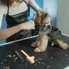iplusmile Self-Cleaning Dog and Cat Comb with Ergonomic Handle view 4