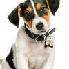 JOINPAYA Copper Bell for Pet Collars, Metal Bell for Cats and Dogs with Attachment Ring view 3