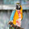 Artibetter Breathable Bird Diaper for Budgies, Cockatiels and Parrots, Cotton Fabric, Easy to Put On for Outdoor Activities view 4