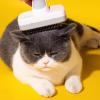 Pet Hair Brush for Cats and Dogs view 2