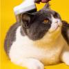 Pet Hair Brush for Cats and Dogs view 3
