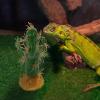 GLEAVI Artificial Reptile Plant for Aquarium and Terrarium, Realistic view 3