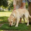Artificial Grass Mat, S/L Grass Mat for Dogs, Reusable Puppy Training Pad view 4
