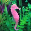 Silicone Glowing Seahorse Model for Aquarium and Pond - Pink Shine Effect view 3