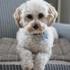 TOYANDONA Warm Thick Plush Pet Mat view 3