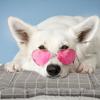 TOYANDONA Warm Thick Plush Pet Mat view 4