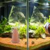 ifundom Ceramic Spawning Cone for Aquariums, Breeding Cone for Angelfish and Discus Fish with Net and Cover, Breeding Tank for Shrimp and Fish view 4