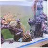 Xweptuy Aquarium Tongs, 50 cm Long Handle view 2