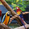 jojofuny 40 cm Apple Wood Bird Cage Climbing Ladder for Parrots and Ornamental Birds, Easy to Install view 4