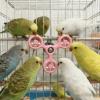 Budgie Toy with Rotating Windmill view 2