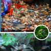 Leaf-Shaped Feeding Bowl for Aquariums view 4