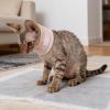 Cone Collar for Small and Medium Pets view 3