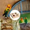 Bird Food Toy - Natural Wood Activity Toy for Birds view 4