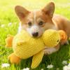 Generic Anti-Stress Duck Dog Toy, Quack-Quack Squeaky Plush Duck for Aggressive Chewers, Small, Medium, and Large Dogs (Medium) view 2