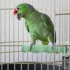 Bird Perch Stand - Textured Perch for Claw Grinding view 3