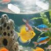 Generic Breeding Box for Aquariums view 4