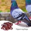 2025 Pigeon Leg Bands view 2