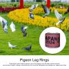 2025 Pigeon Leg Bands view 3