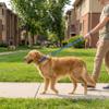 Puppy Collar and Leash Set view 3