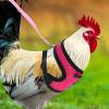 VALICLUD Adjustable Nylon Chicken Harness with Leash view 3