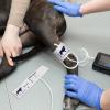 IMIKEYA Blood Pressure Cuff for Animals, 5–9.5 cm view 3