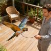 Adjustable Bird Harness with Leash for Pets view 2