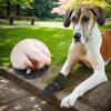 Dog Paw Injury Cover, Recovery Boots for Dog Injuries view 3