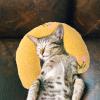 Levemolo Soft U-Shaped Cat Pillows, 4-Pack with Catnip view 4