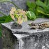 Ciieeo Artificial Realistic Reptile Plants for Terrariums view 4
