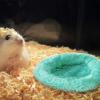 Hamster Coconut Hideout view 2