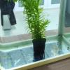 Generico Aquarium Plant Holder view 3