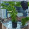 Wcybym Aquarium Plant Holder view 2